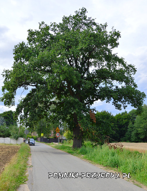 pomnikowy dąb August z Nowego Świętowa pomnikowy dąb August z Nowego Świętowa