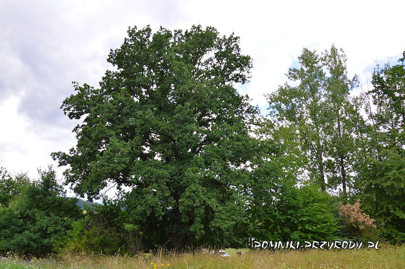 pomnikowy dąb Rafał z Podlesia pomnikowy dąb Rafał z Podlesia