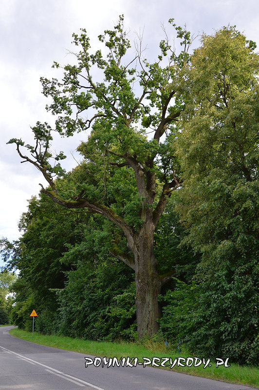 pomnikowy dąb przy drodze 411 pomnikowy dąb przy drodze 411