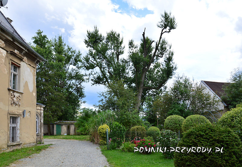 pomnikowy klon srebrzysty Ryszard przy pałacu w Nowym Świętowie pomnikowy klon srebrzysty Ryszard przy pałacu w Nowym Świętowie