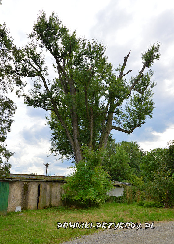 pomnikowy klon srebrzysty Ryszard w Nowym Świętowie pomnikowy klon srebrzysty Ryszard w Nowym Świętowie