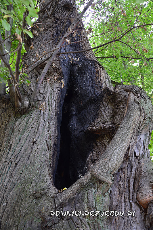 ubytek w pniu lipy z Jarnołtówka ubytek w pniu lipy z Jarnołtówka