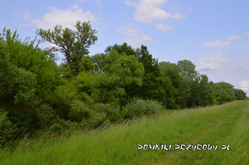 Kromnów - korona topoli widziana z wału przeciwpowodziowego Kromnów - korona topoli widziana z wału przeciwpowodziowego