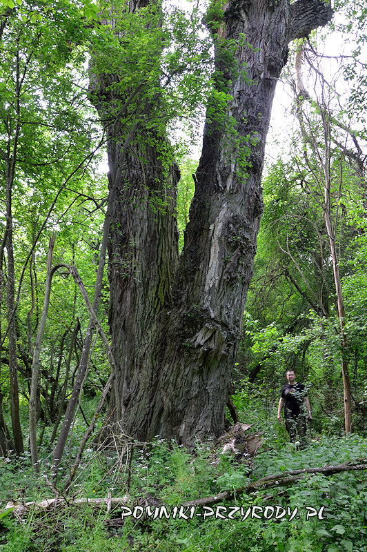 główne przewodniki pomnikowej topoli z Kromnowa główne przewodniki pomnikowej topoli z Kromnowa
