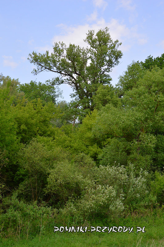 korona Kromnowskiej Topoli korona Kromnowskiej Topoli