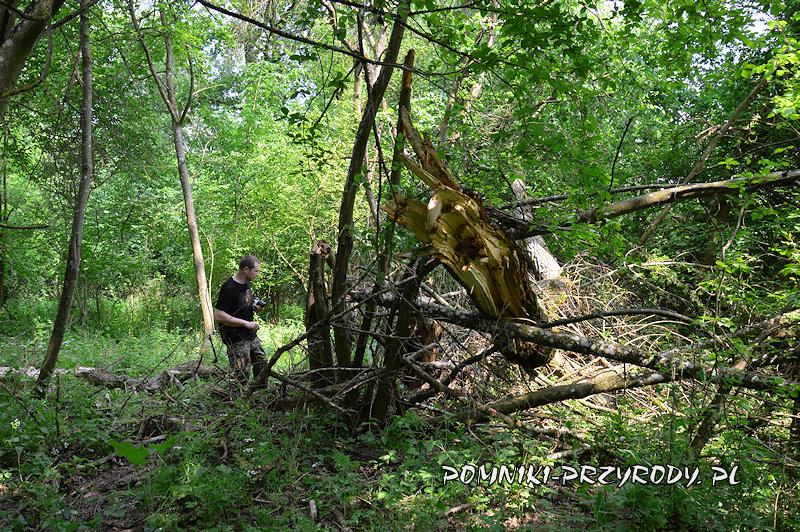 obłamany konar kromnowskiej topoli obłamany konar kromnowskiej topoli