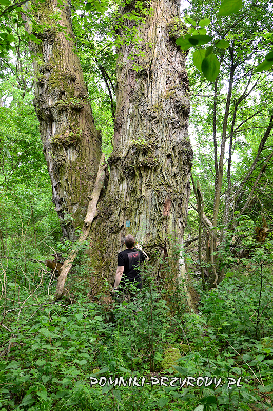 pień Kromnowskiej Topoli pień Kromnowskiej Topoli