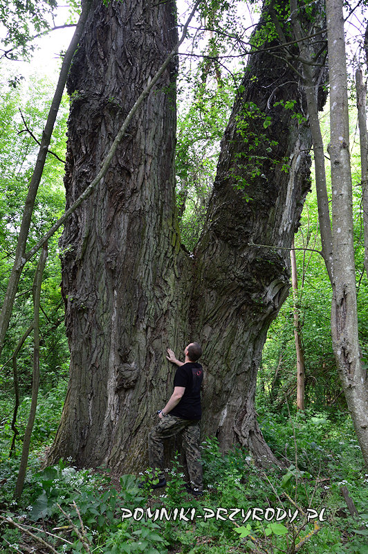 pień Topoli Kromnowskiej pień Topoli Kromnowskiej