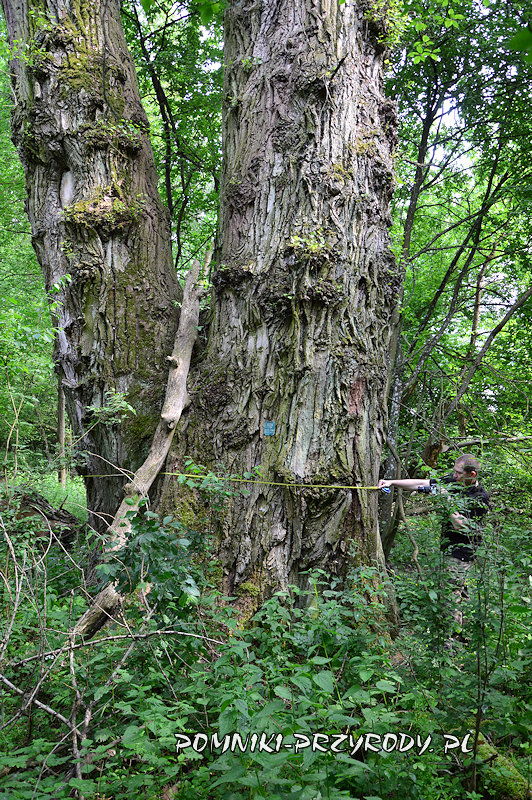 pomiar obwodu pomnikowej topoli z Kromnowa pomiar obwodu pomnikowej topoli z Kromnowa