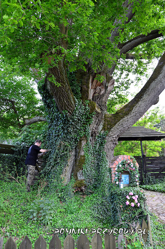 Paweł Lenart przy pomnikowym dębie w Pieczyskach Iłowskich Paweł Lenart przy pomnikowym dębie w Pieczyskach Iłowskich