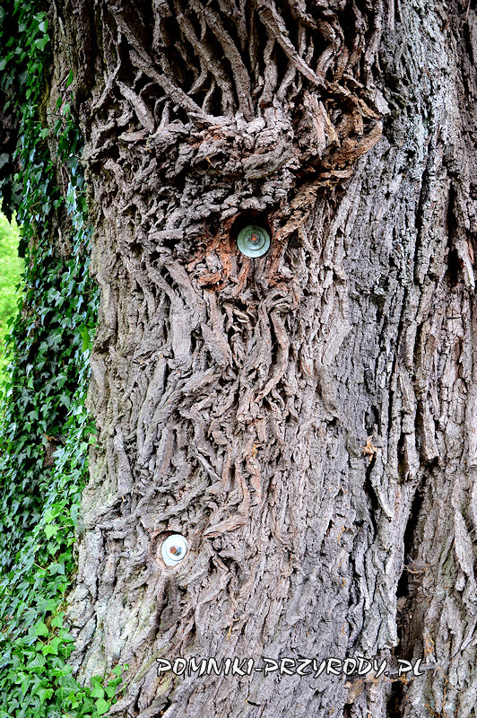 Pieczyska Iłowskie - końcówki prętów spinających pień pomnikowego dębu Pieczyska Iłowskie - końcówki prętów spinających pień pomnikowego dębu