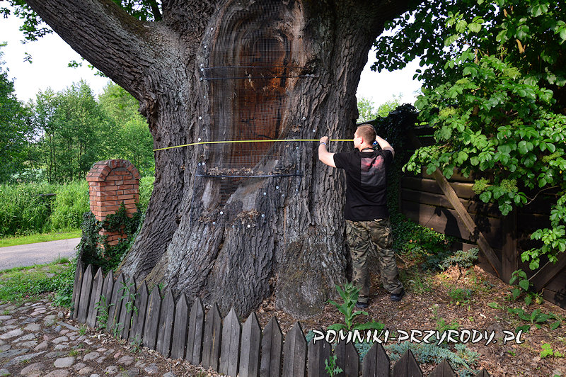 Pieczyska Iłowskie - pomiar obwodu pomnikowego dębu Pieczyska Iłowskie - pomiar obwodu pomnikowego dębu
