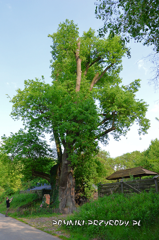 Pieczyska Iłowskie - pomnikowy dąb Pieczyska Iłowskie - pomnikowy dąb
