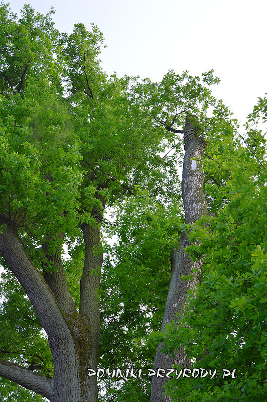 Pieczyska Iłowskie -wiązania linowe w koronie dębu Pieczyska Iłowskie -wiązania linowe w koronie dębu