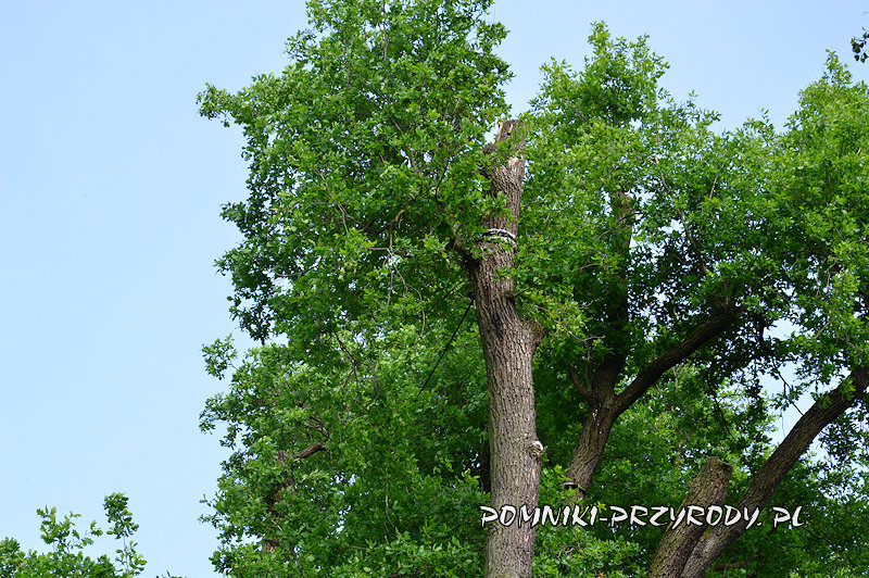Pieczyska Iłowskie - wiązania w koronie pomnikowego dębu Pieczyska Iłowskie - wiązania w koronie pomnikowego dębu