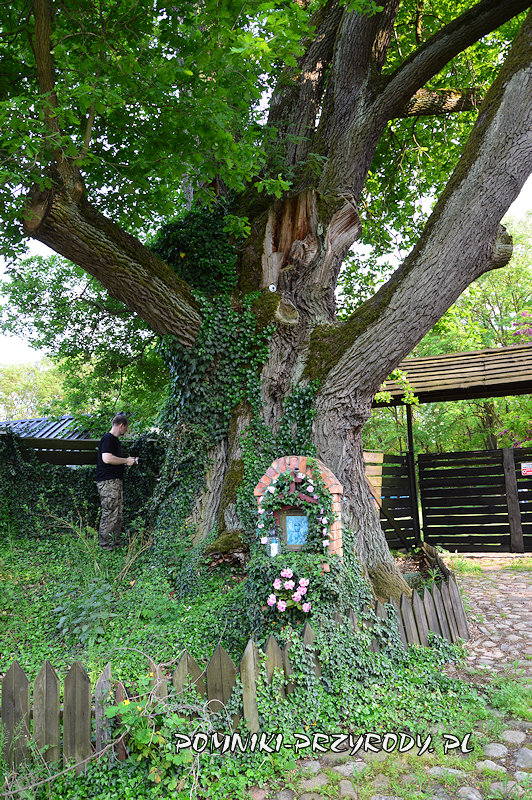 ogromny pień pomnikowego dębu w Pieczyskach Iłowskich ogromny pień pomnikowego dębu w Pieczyskach Iłowskich