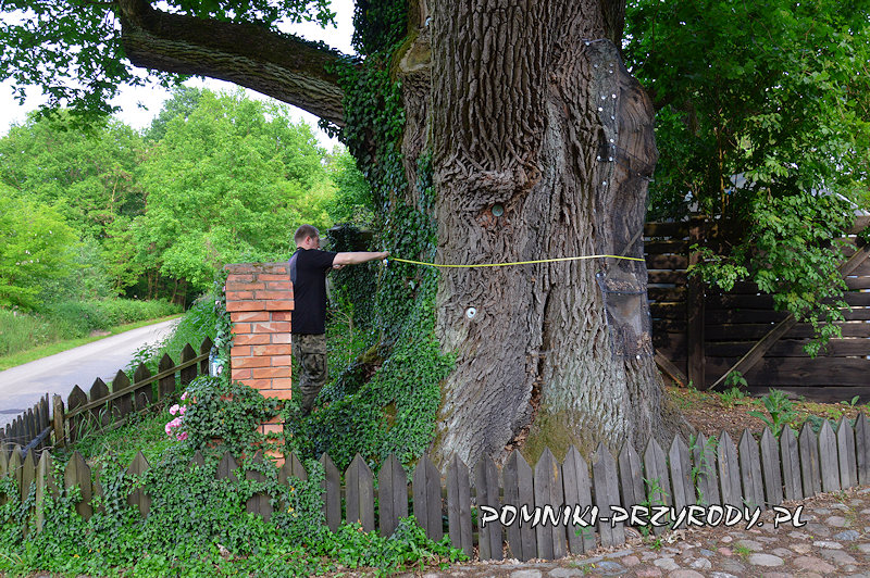 pomiar obwodu pomnikowego dębu w Pieczyskach Iłowskich pomiar obwodu pomnikowego dębu w Pieczyskach Iłowskich