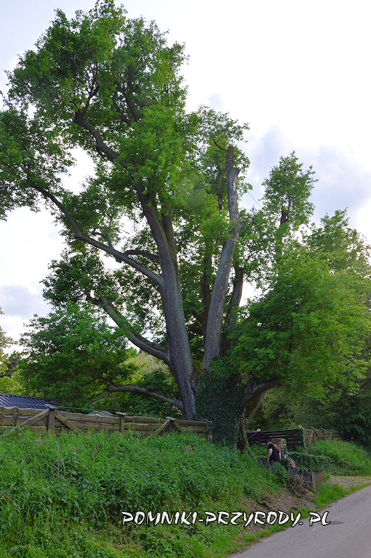 pomnikowy dąb w Pieczyskach Iłowskich pomnikowy dąb w Pieczyskach Iłowskich