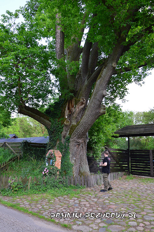 pomnikowy dąb z kapliczką w Pieczyskach Iłowskich pomnikowy dąb z kapliczką w Pieczyskach Iłowskich