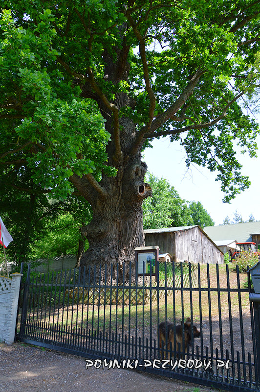 Białobrzegi - brama do posesji 123 z dębem Chrobry Białobrzegi - brama do posesji 123 z dębem Chrobry