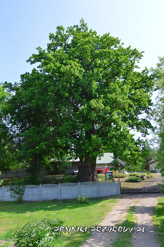 Białobrzegi - dąb Chrobry Białobrzegi - dąb Chrobry