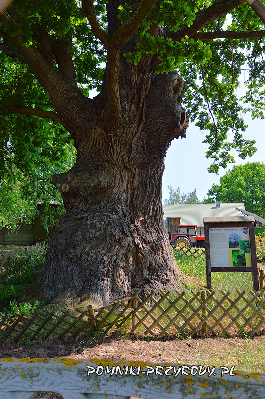 Białobrzegi - pień dębu Chrobry Białobrzegi - pień dębu Chrobry