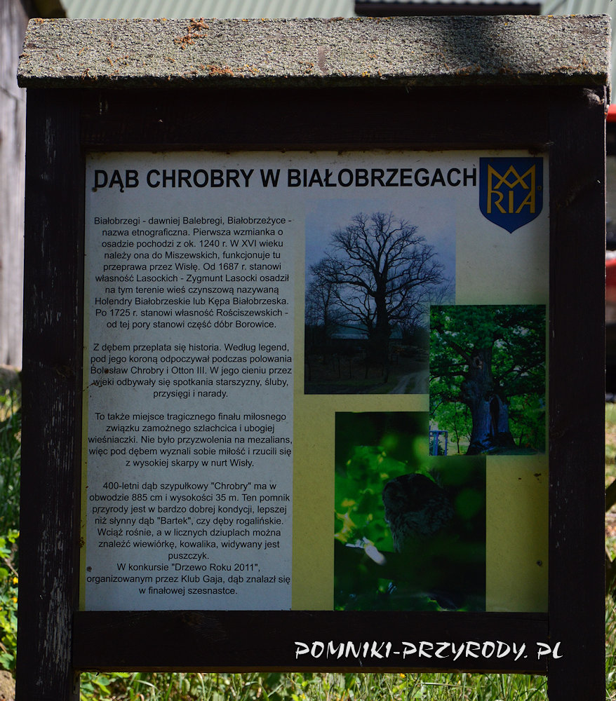 Białobrzegi - tablica przy dębie Chrobry Białobrzegi - tablica przy dębie Chrobry