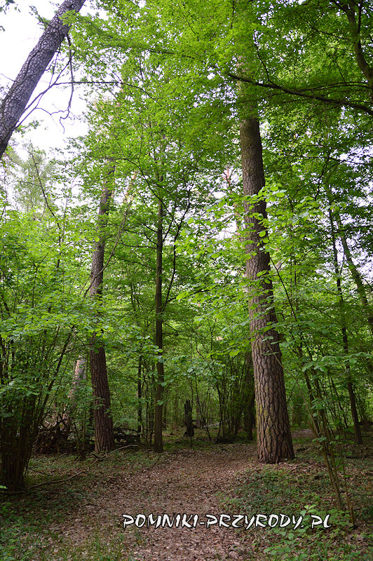 Uroczysko Ościsłowo - fragment ścieżki dydaktycznej Uroczysko Ościsłowo - fragment ścieżki dydaktycznej