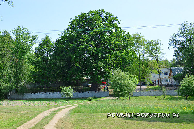 dąb Chrobry przy posesji 123 w Białobrzegach dąb Chrobry przy posesji 123 w Białobrzegach