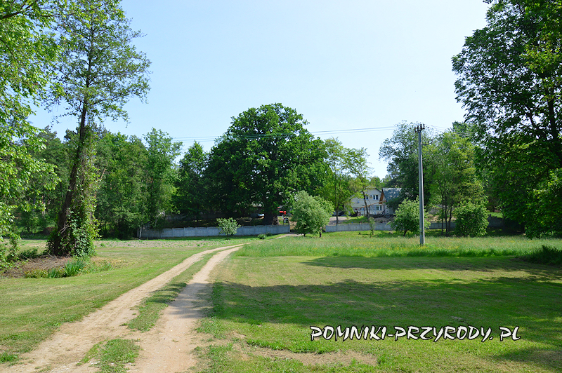 dojazd do dębu Chrobry w Białobrzegach dojazd do dębu Chrobry w Białobrzegach