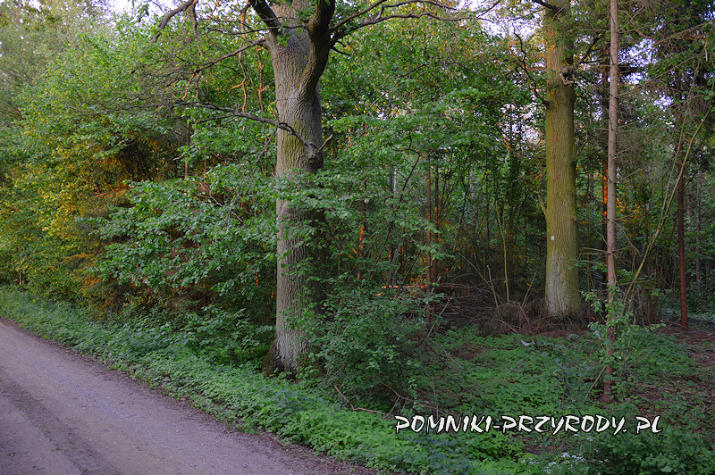 leśnictwo Ościsłowo - para pomnikowych dębów leśnictwo Ościsłowo - para pomnikowych dębów