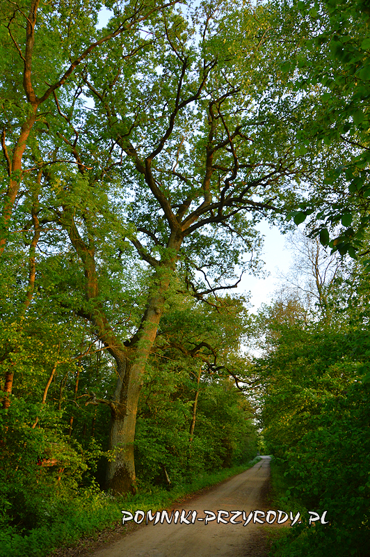 leśnictwo Ościsłowo - pomnikowy dąb na początku ścieżki dydaktycznej leśnictwo Ościsłowo - pomnikowy dąb na początku ścieżki dydaktycznej