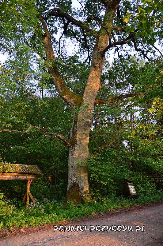 leśnictwo Ościsłowo - pomnikowy dąb przy wejściu na ścieżkę dydaktyczną leśnictwo Ościsłowo - pomnikowy dąb przy wejściu na ścieżkę dydaktyczną