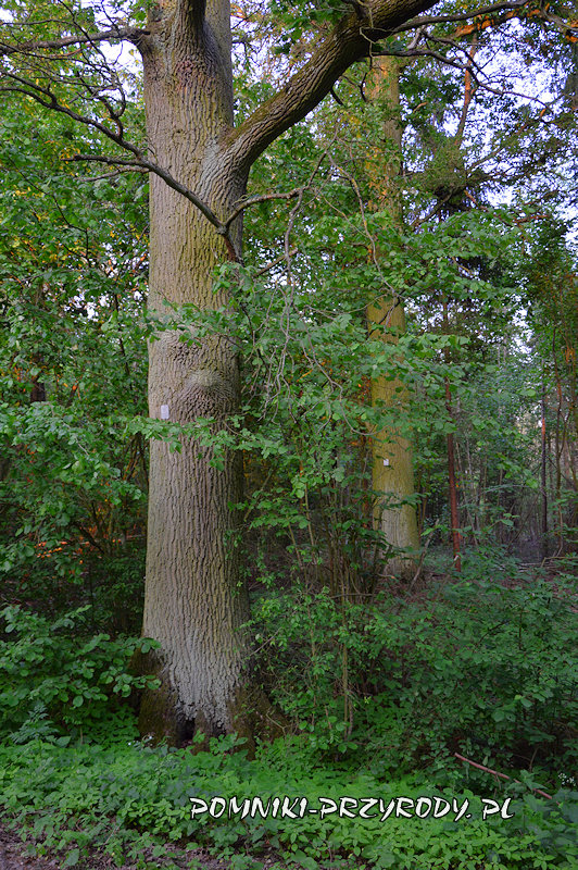 para pomnikowych dębów w leśnictwie Ościsłowo para pomnikowych dębów w leśnictwie Ościsłowo