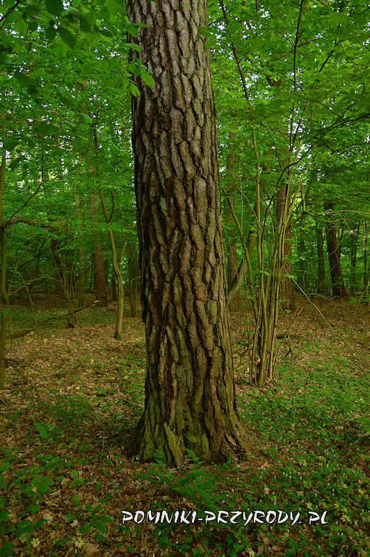 pień 200 - letniej sosny pień 200 - letniej sosny