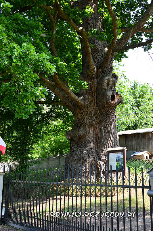pień dębu Chrobry z Białobrzegów pień dębu Chrobry z Białobrzegów
