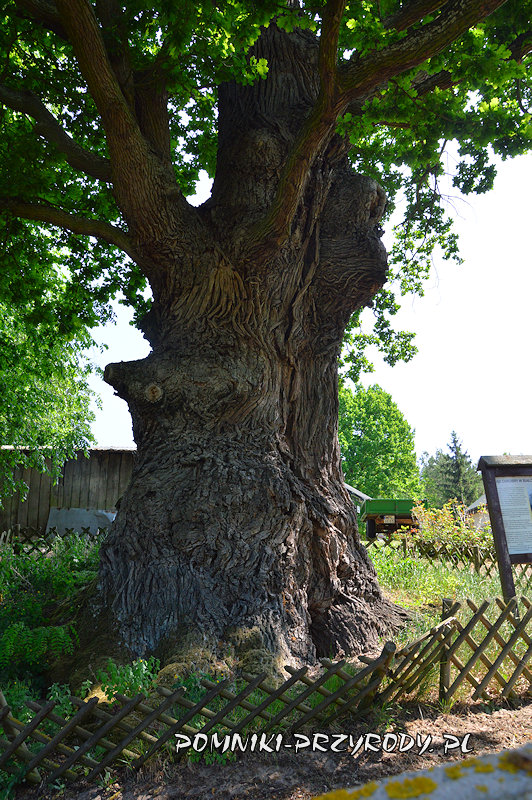 pień pomnikowego dębu Chrobry ze wsi Białobrzegi pień pomnikowego dębu Chrobry ze wsi Białobrzegi
