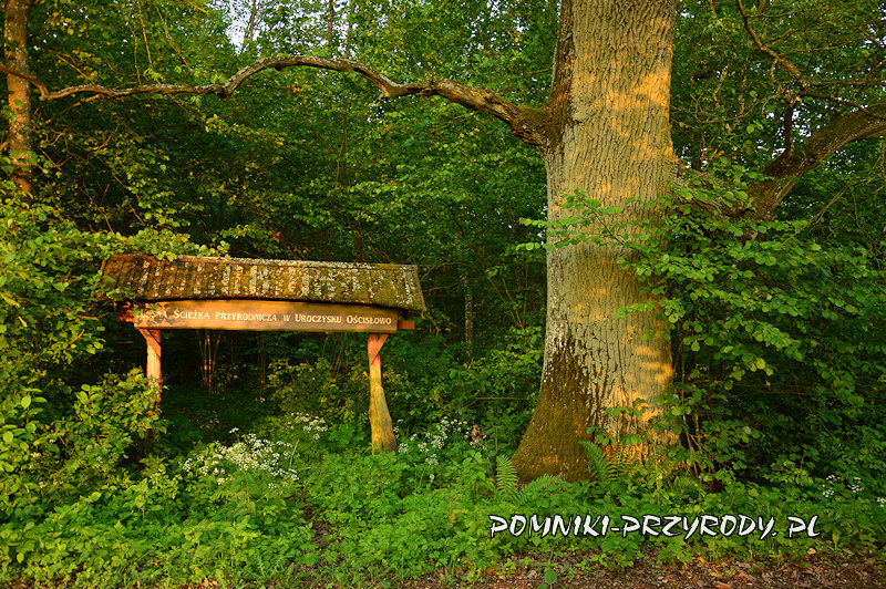 pień pomnikowego dębu na początku ścieżki dydaktycznej pień pomnikowego dębu na początku ścieżki dydaktycznej