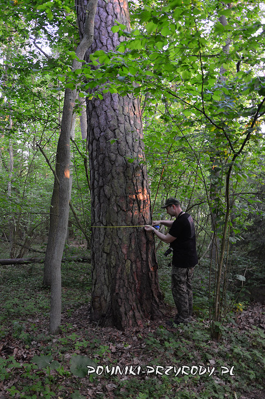pomiar obwodu sosny w leśnictwie Ościsłowo pomiar obwodu sosny w leśnictwie Ościsłowo
