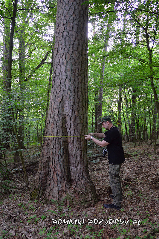 pomiar obwodu wiekowej sosny pomiar obwodu wiekowej sosny