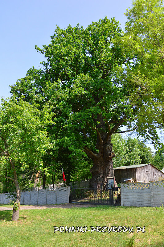 pomnik przyrody - dąb Chrobry z Białobrzegów pomnik przyrody - dąb Chrobry z Białobrzegów