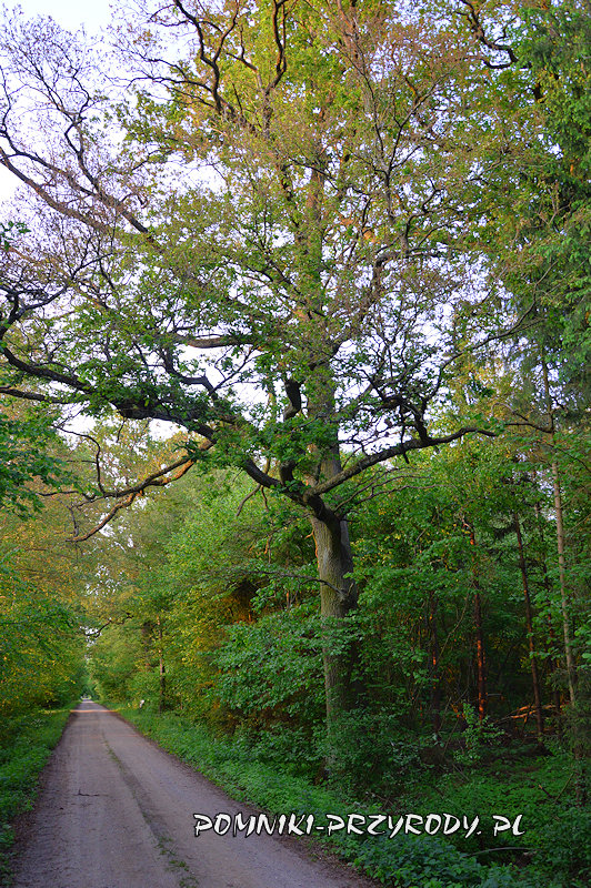 pomnikowy dąb w leśnictwie Ościsłowo pomnikowy dąb w leśnictwie Ościsłowo