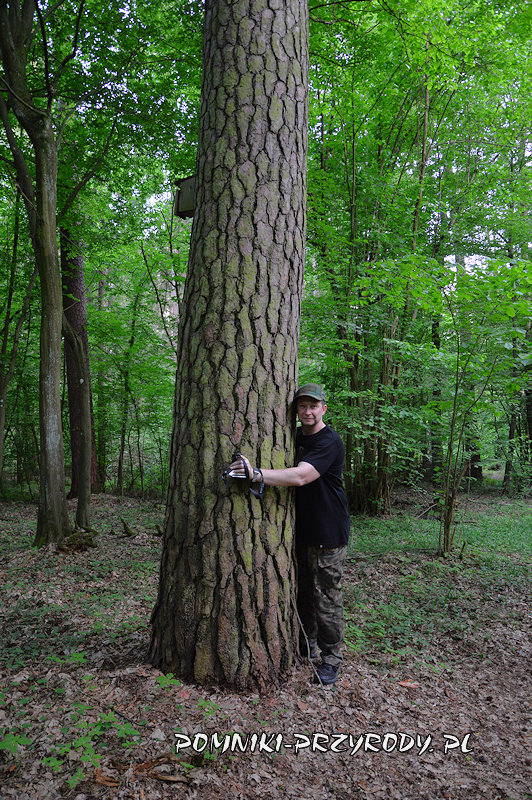 sosna o obwodzie 3 metry sosna o obwodzie 3 metry