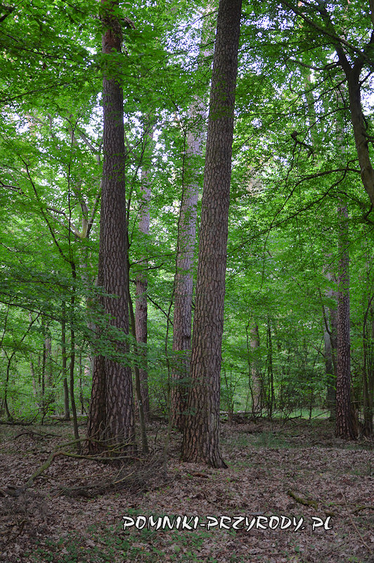 sosny w powierzchniowym pomniku przyrody sosny w powierzchniowym pomniku przyrody