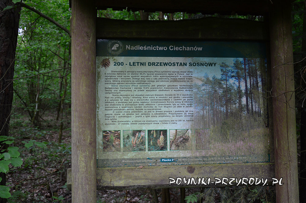 tablica 200 letni drzewostan sosnowy tablica 200 letni drzewostan sosnowy