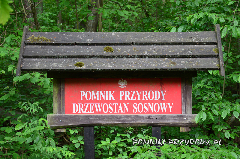 tablica Pomnik Przyrody Drzewostan Sosnowy tablica Pomnik Przyrody Drzewostan Sosnowy