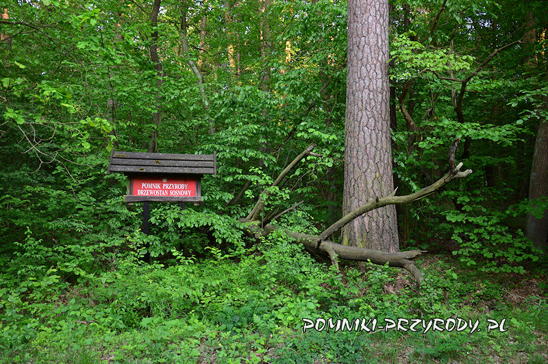 tablica przed pomnikowym drzewostanem tablica przed pomnikowym drzewostanem