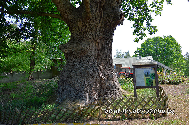 tablica przy dębie Chrobry w Białobrzegach tablica przy dębie Chrobry w Białobrzegach