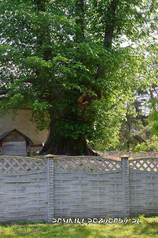 Białobrzegi - pień pomnikowego wiązu górskiego Białobrzegi - pień pomnikowego wiązu górskiego