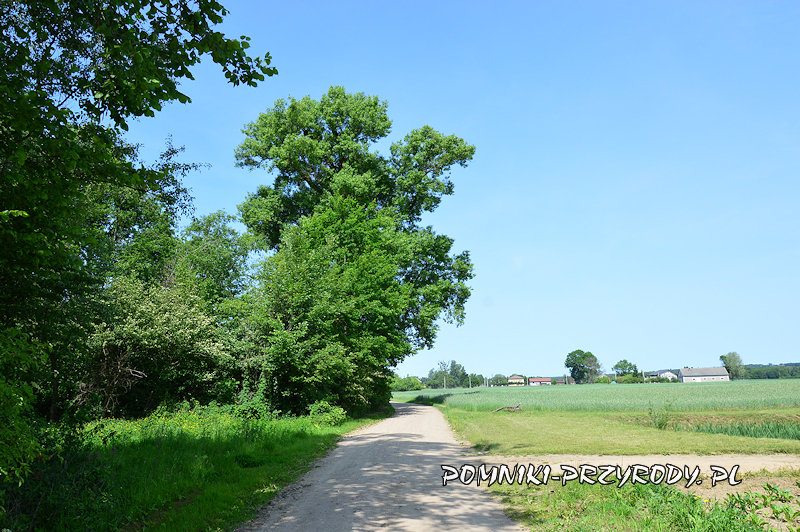Białobrzegi - pomnikowa topola Ostatnia Białobrzegi - pomnikowa topola Ostatnia